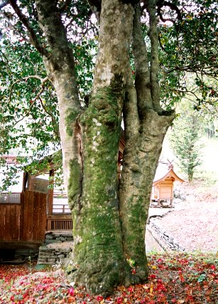 熊野八幡神社のヤブツバキ