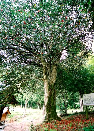 熊野八幡神社のヤブツバキ