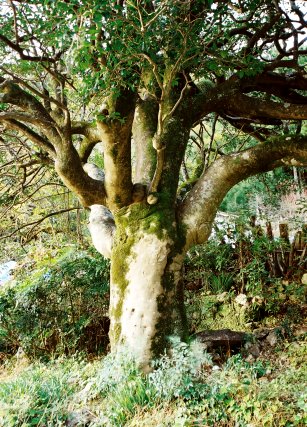 柿薮のシャクジョウカタシ