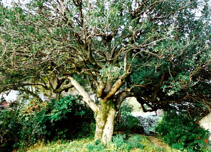 柿薮のシャクジョウカタシ