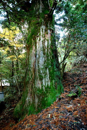 岩本神社の大杉