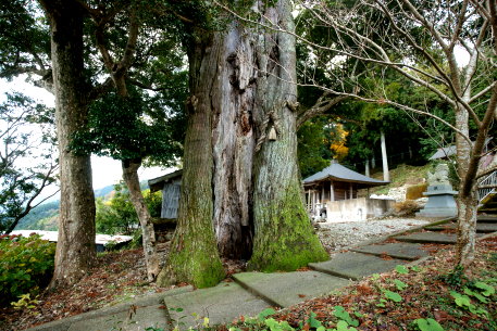 永淵神社のスギ