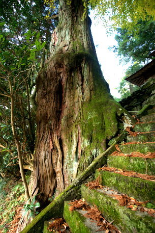 六社聖神社の杉