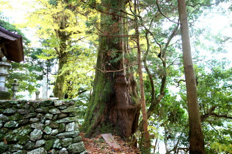 六社聖神社の杉