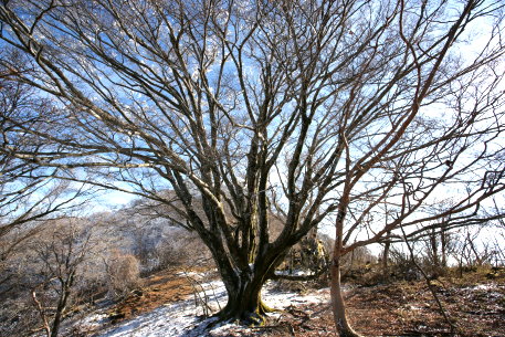 権田山のブナ