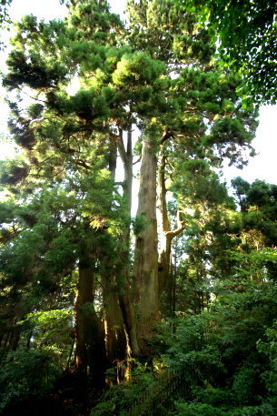 大和の大杉