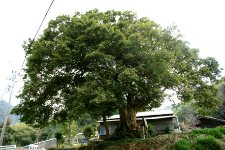 柳曽のカゴノキ