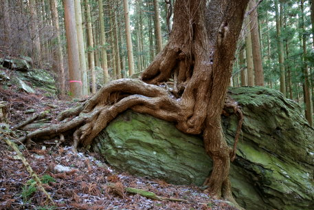 藤之石のミズメザクラ