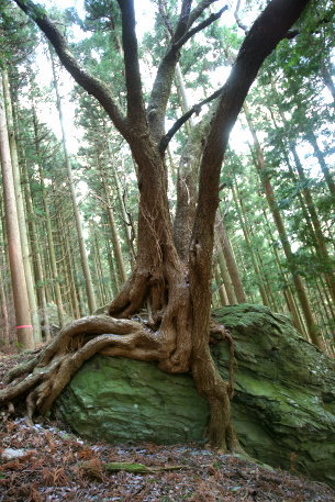 藤之石のミズメザクラ