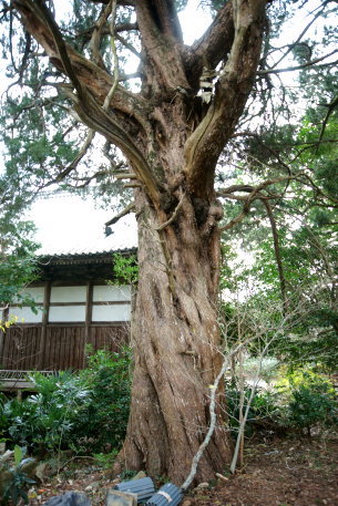 浄瑠璃寺のｲﾌﾞｷﾋﾞｬｸｼﾝ No3