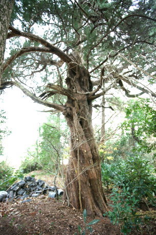 浄瑠璃寺のｲﾌﾞｷﾋﾞｬｸｼﾝ No3