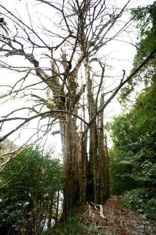 遊子谷のイチョウ