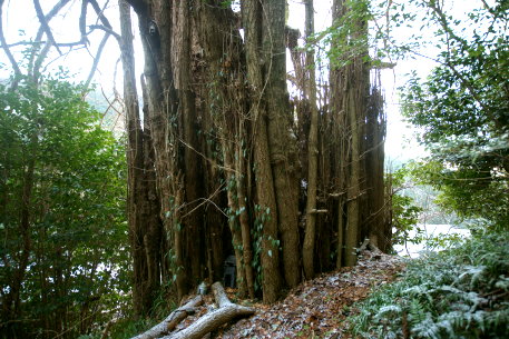 遊子谷のイチョウ