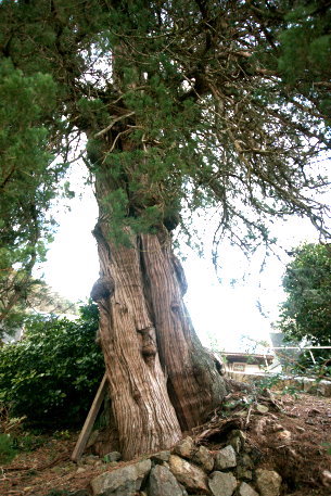 宝泉寺のイブキ
