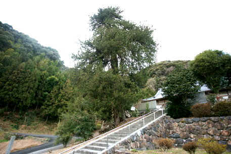 宝泉寺のイブキ