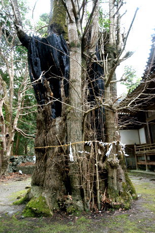 三島拝高神社のイチョウ