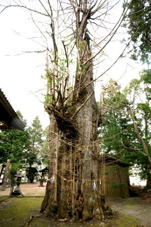 三島拝高神社のイチョウ