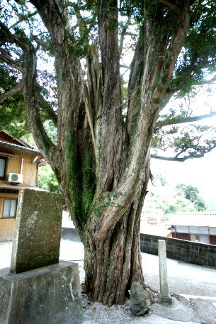 万福寺のイヌマキ　No1