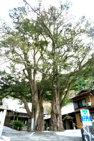 万福寺のイヌマキ　No1