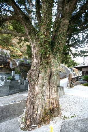 万福寺のイヌマキ　No2
