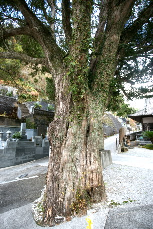 万福寺のイヌマキ　No2