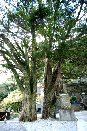 万福寺のイヌマキ　No2