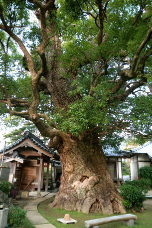 伝宗寺の大クス