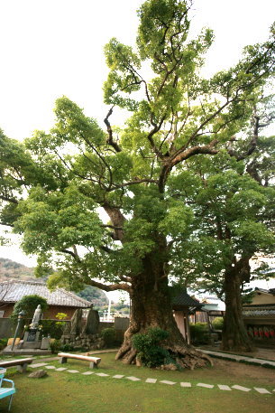 伝宗寺の大クス