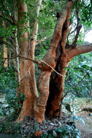 二名神社のバクチノキ