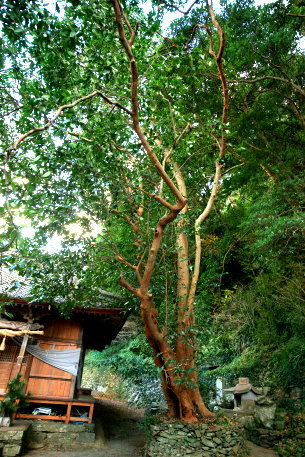 二名神社のバクチノキ