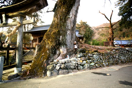 広瀬神社のケヤキ　No1