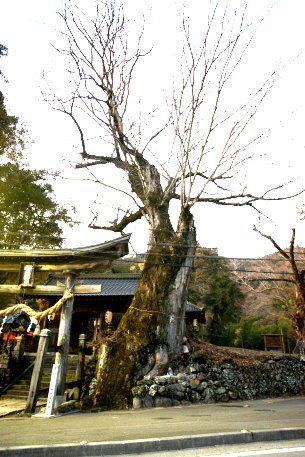 広瀬神社のケヤキ　No1