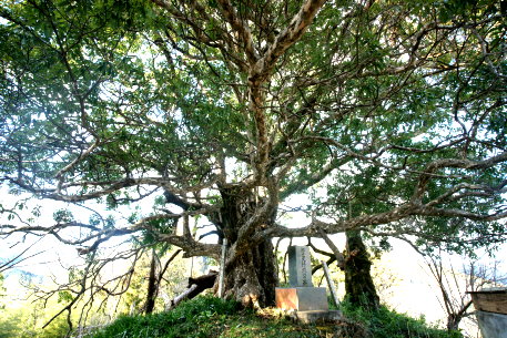 松の窪のコガノキ