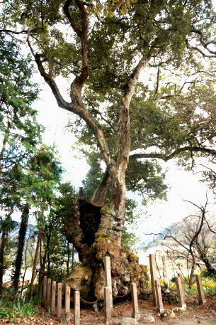 三島神社のイチイガシ