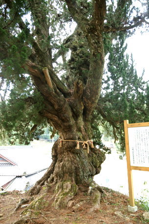 若山薬師堂のビャクシン