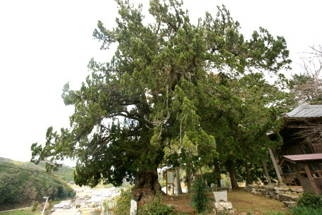 若山薬師堂のビャクシン