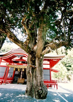 八幡神社のイブキ