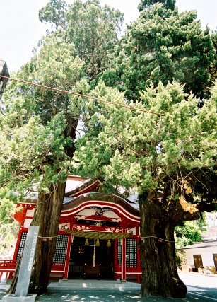 八幡神社のイブキ