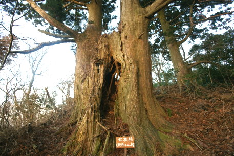 高縄山の七本杉