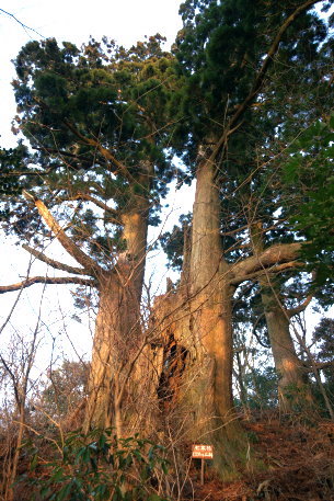 高縄山の七本杉