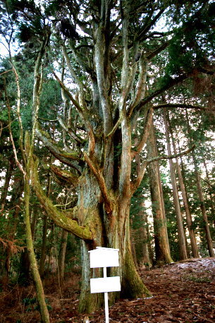 高縄寺の千手杉