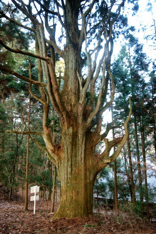 高縄寺の千手杉