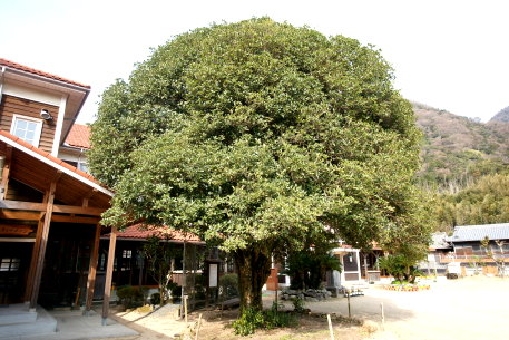 翠小学校のギンモクセイ