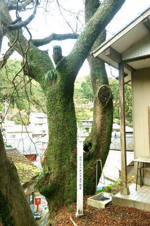 尾之花のハゼノキ