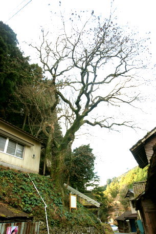 尾之花のハゼノキ