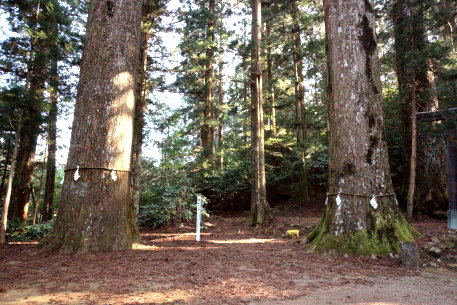杉原神社の大杉