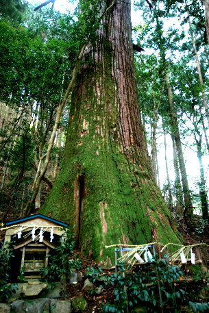 公士方神社の杉