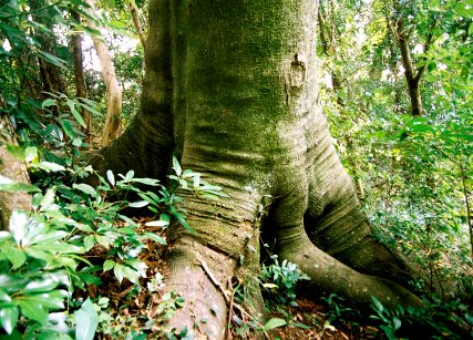 由岐貴井神社のハマセンダン
