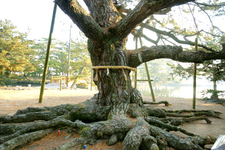 琴林公園の恵美須の松
