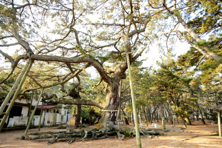 琴林公園の恵美須の松